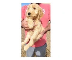 4 Goldendoodles Available - 4