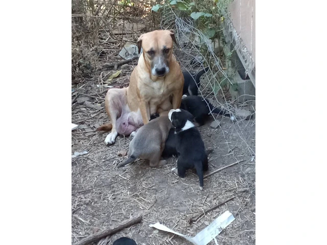 4 healthy Mastador puppies - 7/7