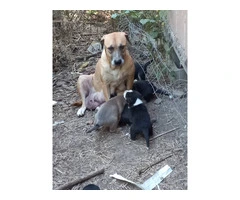 4 healthy Mastador puppies - 7