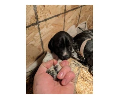 German shorthaired pointer puppies - 5