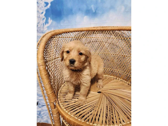 10 AKC Golden Retriever puppies for sale - 2/11