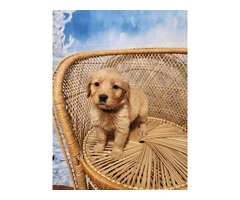10 AKC Golden Retriever puppies for sale - 2