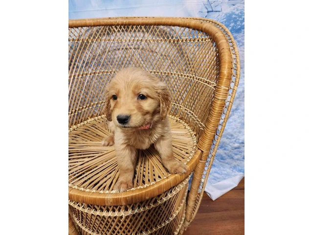 10 AKC Golden Retriever puppies for sale - 3/11