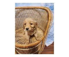 10 AKC Golden Retriever puppies for sale - 3