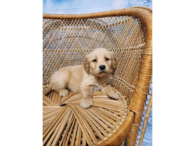 10 AKC Golden Retriever puppies for sale - 5/11