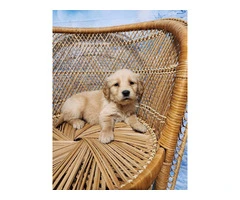 10 AKC Golden Retriever puppies for sale - 5