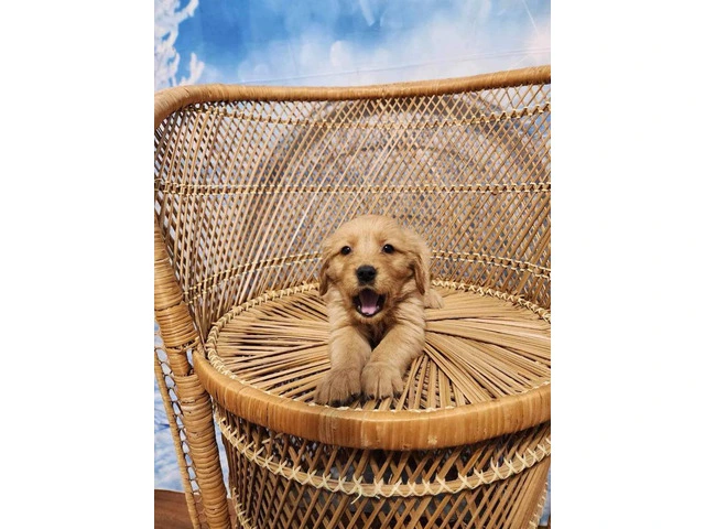 10 AKC Golden Retriever puppies for sale - 6/11