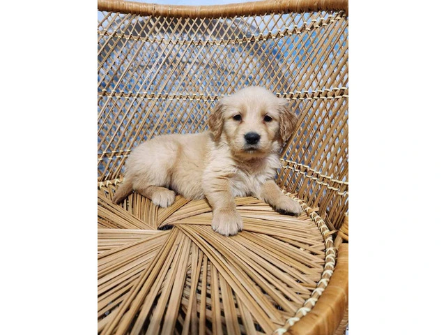 10 AKC Golden Retriever puppies for sale - 8/11