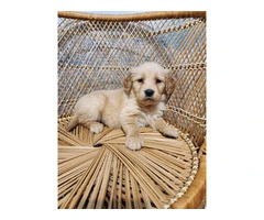 10 AKC Golden Retriever puppies for sale - 8