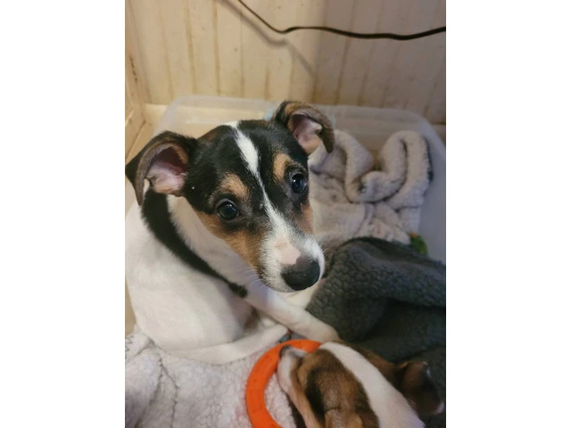 2 young Jack Russell terrier puppies - 4/4