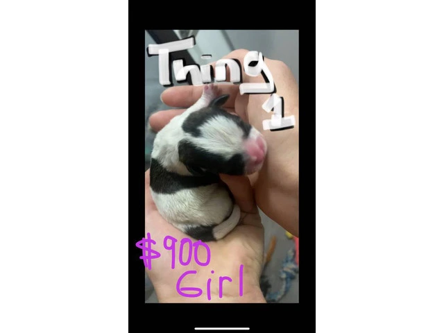 3 Maltese Shih Tzu puppies for sale - 4/5