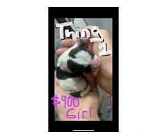3 Maltese Shih Tzu puppies for sale - 4