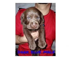 Healthy Chocolate Lab puppies