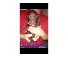 Healthy Chocolate Lab puppies - 3