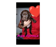 Healthy Chocolate Lab puppies - 6