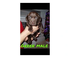 Healthy Chocolate Lab puppies - 9