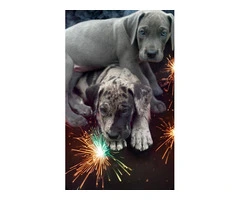Beautiful Great Dane puppies - 2