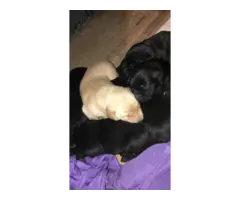 Puppies for Sell - 2