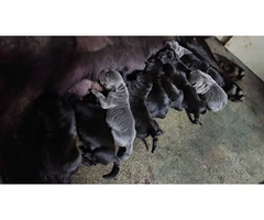 Black, blue and brindle Cane Corso puppies