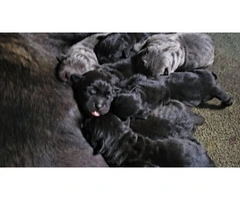 Black, blue and brindle Cane Corso puppies - 3