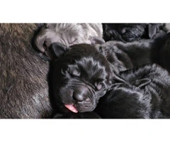 Black, blue and brindle Cane Corso puppies - 4