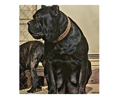 Black, blue and brindle Cane Corso puppies - 5