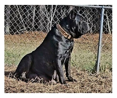Black, blue and brindle Cane Corso puppies - 6