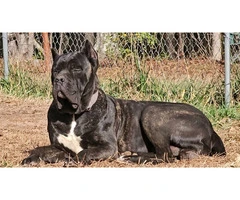 Black, blue and brindle Cane Corso puppies - 7