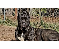 Black, blue and brindle Cane Corso puppies - 8