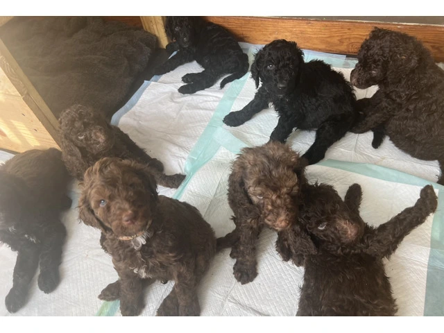 Pure breed standard poodles for sale‼️ - 1/4