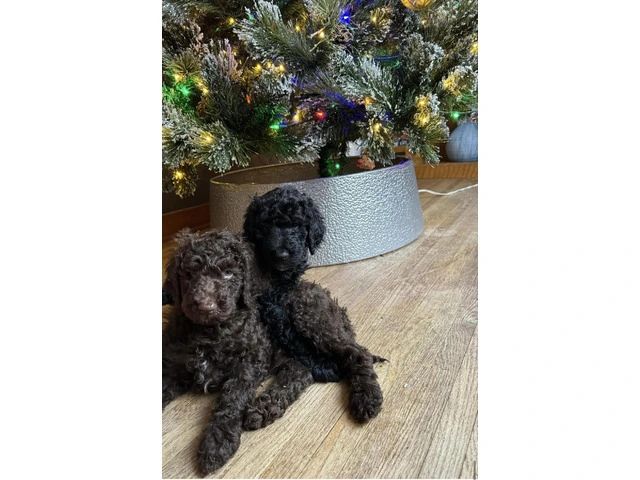 Pure breed standard poodles for sale‼️ - 4/4