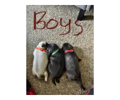 3x boy 3x girl Pug puppies for sale