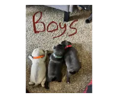 3x boy 3x girl Pug puppies for sale - 3