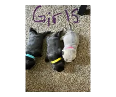 3x boy 3x girl Pug puppies for sale - 4