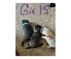 3x boy 3x girl Pug puppies for sale - 7