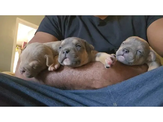 5 UKC Reg Pocket Bully Puppies - 1/7