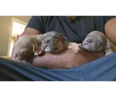 5 UKC Reg Pocket Bully Puppies