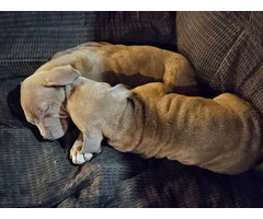 2 Pit bull puppies need new family - 1