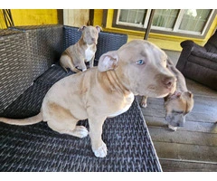 2 Pit bull puppies need new family - 4