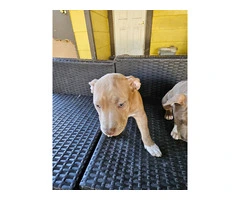 2 Pit bull puppies need new family - 5