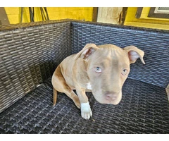 2 Pit bull puppies need new family - 8