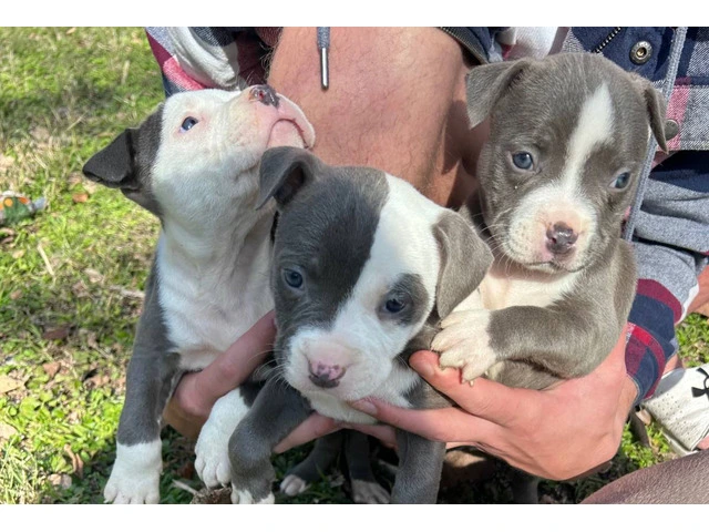 3 Pitty pups for adoption - 1/2