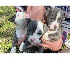 3 Pitty pups for adoption
