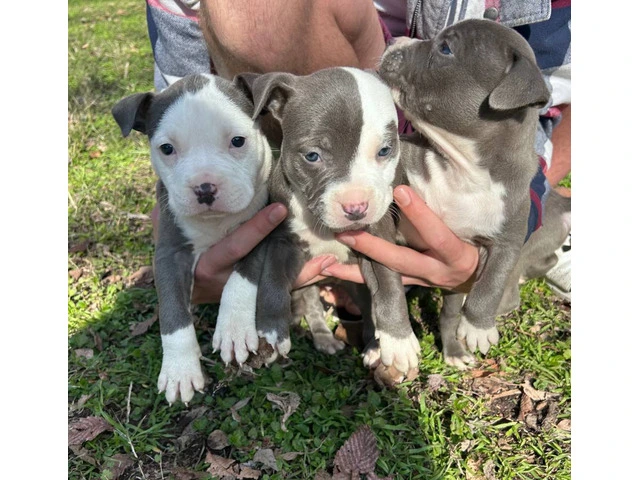3 Pitty pups for adoption - 2/2