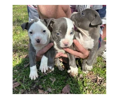 3 Pitty pups for adoption - 2