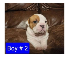 Olde English Bulldogge puppies for sale - 3