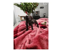 Small Chiweenie puppies in Lilburn - Puppies for Sale Near Me