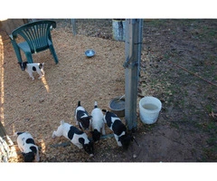 Full-blooded Rat Terrier puppies