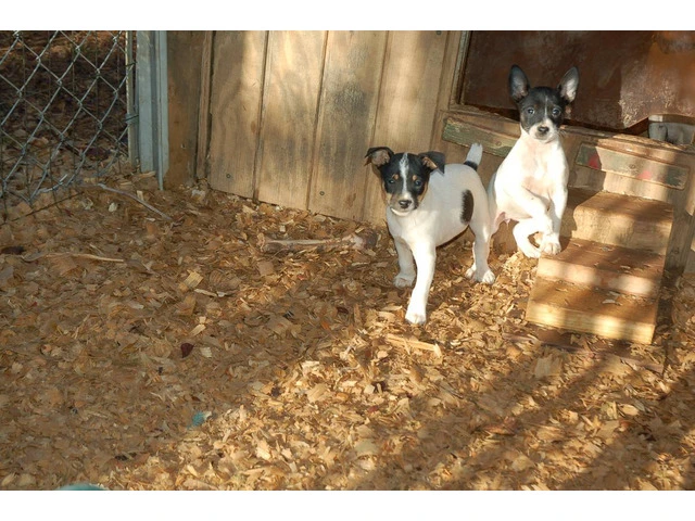 Full-blooded Rat Terrier puppies - 2/8
