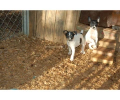 Full-blooded Rat Terrier puppies - 2